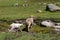 Herd of sheep grazing on a rural mountainside valley in Kashmir, India