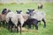 Herd of sheep on green meadow. Farming outdoor.
