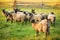Herd of sheep on green meadow. Farming outdoor.