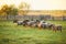 Herd of sheep on green meadow. Farming outdoor.