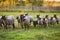 Herd of sheep on green meadow. Farming outdoor.