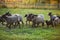 Herd of sheep on green meadow. Farming outdoor.