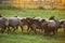 Herd of sheep on green meadow. Farming outdoor.