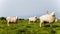 Herd of sheep on green pasture in the countryside. Green fields in the mountains with grazing sheep and blue sky. Farms` animals