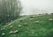 Herd of sheep in green snow covered meadows. Poland. Mountain Background