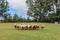 A herd of sheep headed toward the camera in a paddock with tall gum trees and a water tank in the background