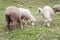 Herd of sheep on the hillside