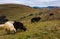 herd of sheep on hillside in rural area