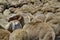 Herd on sheep in Italian fields