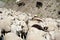 Herd of sheep and kashmir goats from Indian farm