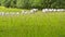 Herd of sheep, lamb and goats grazing in field