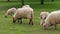 Herd of sheep and lamb grazing on  green pasture at spring