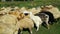 A herd of sheep, lambs and goats graze in a meadow on a Sunny day. Beautiful domestic mammals feed on plants.