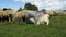 A herd of sheep, lambs and goats graze in a meadow on a Sunny day. Beautiful domestic mammals feed on plants. In the front a goat