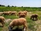 Herd of sheep. Many sheep in green garden. Pakistani animal. Asian animals. Domestic animals.