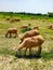 Herd of sheep. Many sheep in green garden. Pakistani animal. Asian animals. Domestic animals.