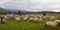 Herd of sheep on the meadows at the foot of the mountain