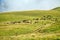 Herd of sheep on mountain pastures