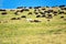 Herd of sheep on mountain pastures
