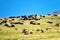 Herd of sheep on mountain pastures