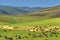 Herd of sheep in mountains