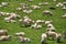 Herd of sheep in the mountains