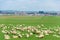 Herd of sheep near the city