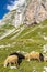 herd of sheep near Mangart, Triglav national park, Slovenia