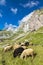 herd of sheep near Mangart, Triglav national park, Slovenia