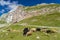 herd of sheep near Mangart, Triglav national park, Slovenia