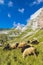 herd of sheep near Mangart, Triglav national park, Slovenia