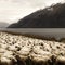 Herd Sheep nScenic View Lake Mountain Concept