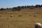 A herd of sheep and one Llama grazing on dull yellow and green grass fields on a sunny winter`s day