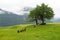 Herd of sheep on the pasture under a tree on a fjord shore, Norway