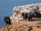 Herd of sheep perched atop a high cliff overlooking a tranquil body of water