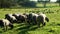 Herd of sheep and ram walking on pasture at animal farm. Agricultural industry
