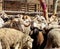 A herd of sheep and rams at a farm or ranch.