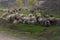 Herd of sheep and rams go on country road to pasture for eating  grass on meadow