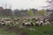 Herd of sheep and rams go on country road to pasture for eating  grass on meadow