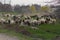 Herd of sheep and rams go on country road to pasture for eating  grass on meadow