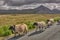 Herd of sheep on a road in Connemara national park, Ireland. Herd of sheep on a street