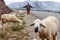 Herd of sheep by the road in remote High Atlas mountains