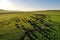 Herd of Sheep Running Across a Lush Green Meadow