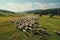 Herd of Sheep Running Across a Lush Green Meadow