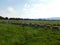 A herd of sheep running through a bright green grass field landscape