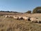 A herd of sheep running through a dull brown winters grass field in front of a brown Llama