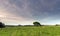 Herd of sheep and saltbush