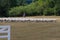 Herd of Sheep at the Sheepdog Trials, Kingston, Ontario.