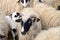 Herd of sheep in sheepfold on farmland. Sheep pen on a farm in a village. Flock of domestic sheep in livestock farm. Sheep, ram an