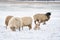 Herd of sheep skudde with lamb eating the hay meadow covered with snow. Winter on the farm